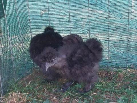 Selyem baromfi Selyem baromfi