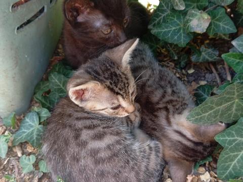 Örökbefogadható kiscicák Örökbefogadható kiscicák