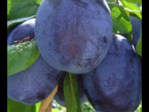 Ringló, kék szilva és alma kapható Ringló, kék szilva és alma kapható