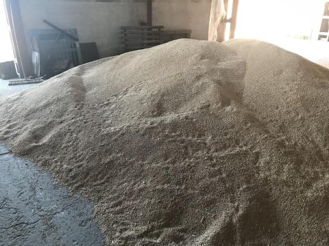 Tritikálé Tritikálé