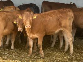 Törzskönyvezhető limousin üsző