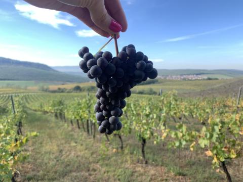 Zweigelt borszőlő eladó Zweigelt borszőlő eladó