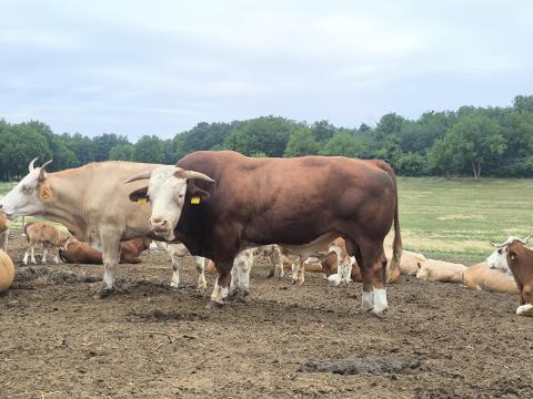 Húshasznú magyartarka tenyészbika eladó Húshasznú magyartarka tenyészbika eladó