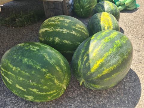 Görögdinnye eladó Görögdinnye eladó