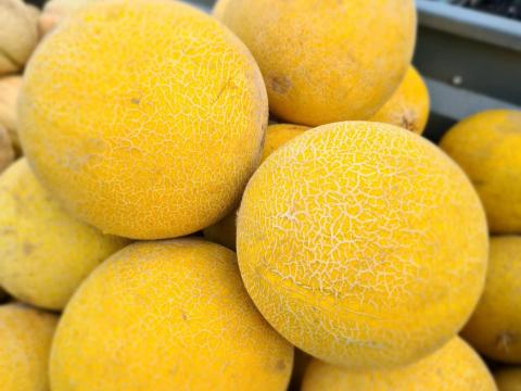 Sárga- és cukordinnye eladó Sárga- és cukordinnye eladó