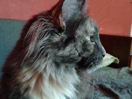Maine Coon cica