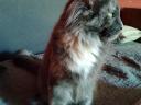 Maine Coon cica
