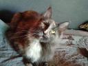 Maine Coon cica