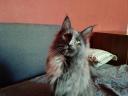 Maine Coon cica