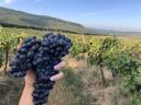 Pinot Noir szőlő eladó