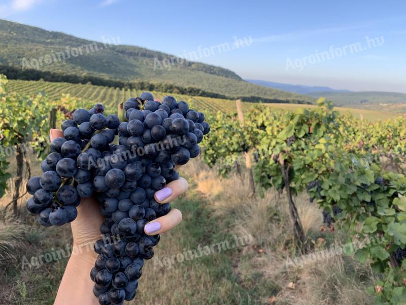 Pinot Noir szőlő eladó