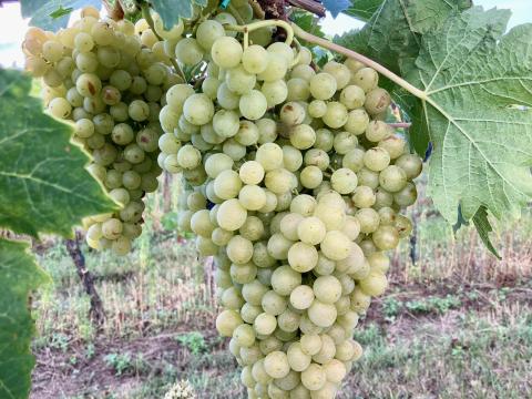 Zalagyöngye szőlő eladó Zalagyöngye szőlő eladó