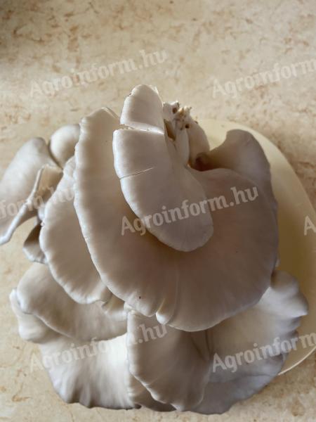 Laskagomba termőzsák,  gombazsák,  gomba