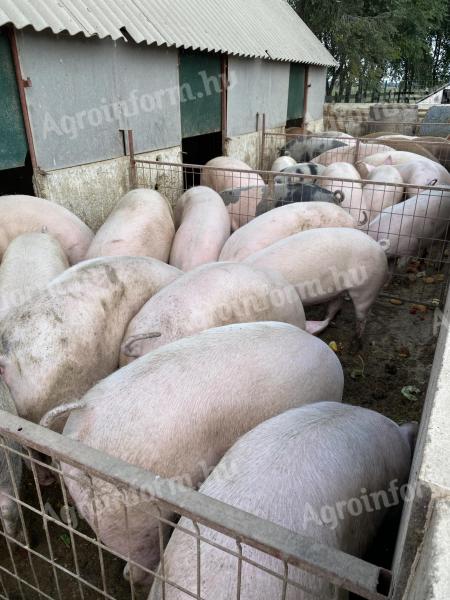 Eladó nagy súlyú hízók