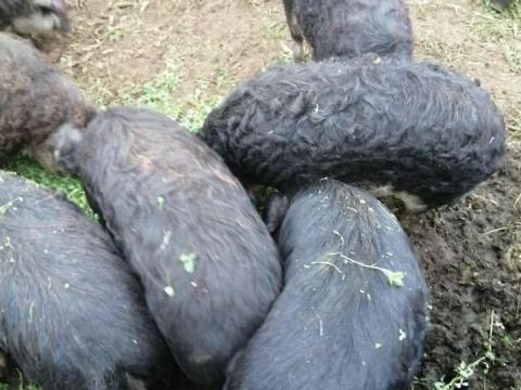 Fecskehasú mangalicák eladók Fecskehasú mangalicák eladók