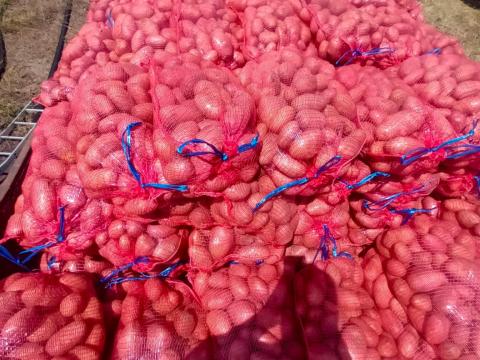 Burgonya eladó Burgonya eladó