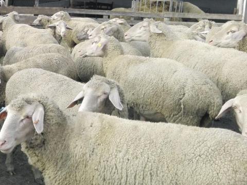 Landschaf merino törzskönyves juhok eladók Landschaf merino törzskönyves juhok eladók