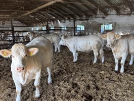Törzskönyves charolais üszők