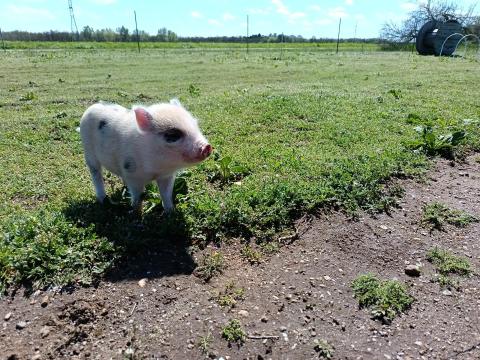 Extra szelíd szülőktől minnesotai törpemalacok eladók Extra szelíd szülőktől minnesotai törpemalacok eladók