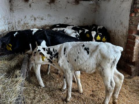 15 db 6-8 heresig hf bika borjuk eladò 15 db 6-8 heresig hf bika borjuk eladò