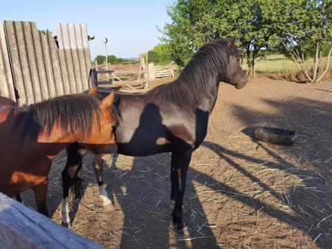 Eladó 2-3éves arabszor-welsz fekete és pej mének Eladó 2-3éves arabszor-welsz fekete és pej mének