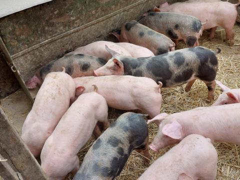 Választási malacok és süldők eladók Választási malacok és süldők eladók