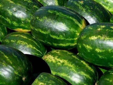 Görög dinnye eladó Görög dinnye eladó