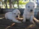 Komondor fajtajellegű kan kiskutyák