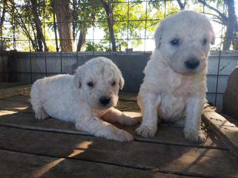 Komondor fajtajellegű kan kiskutyák Komondor fajtajellegű kan kiskutyák