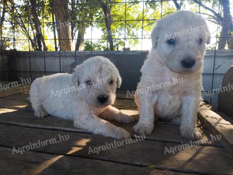 Komondor fajtajellegű kan kiskutyák