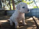 Komondor fajtajellegű kan kiskutyák