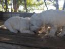Komondor fajtajellegű kan kiskutyák