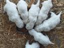 Komondor fajtajellegű kan kiskutyák