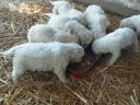 Komondor fajtajellegű kan kiskutyák