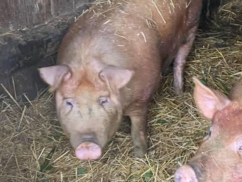 Duroc hízók és 1 db kan tovább tartásra is eladó Duroc hízók és 1 db kan tovább tartásra is eladó