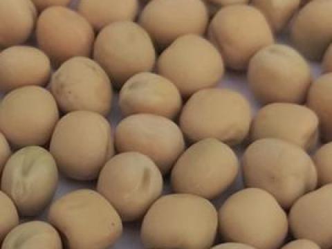 Őszi borsó vetőmag eladó Őszi borsó vetőmag eladó