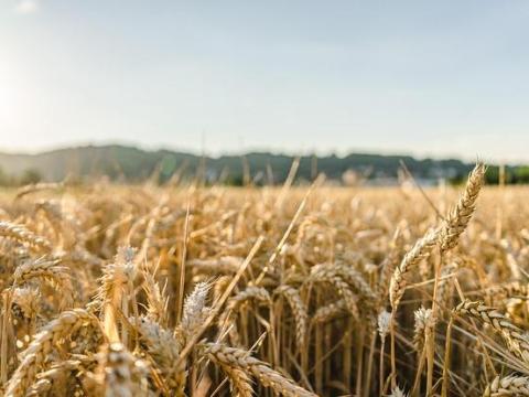 Őszi búza vetőmag eladó Őszi búza vetőmag eladó