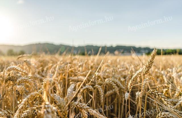 Őszi búza vetőmag eladó