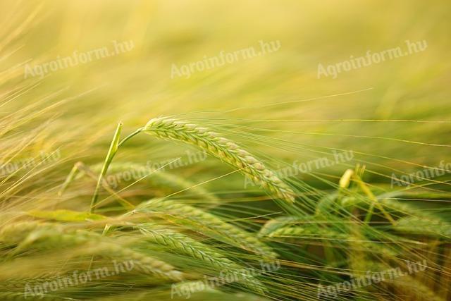 Őszi árpa vetőmag eladó
