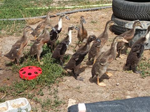Eladó indiai csigaevő futókacsa Eladó indiai csigaevő futókacsa