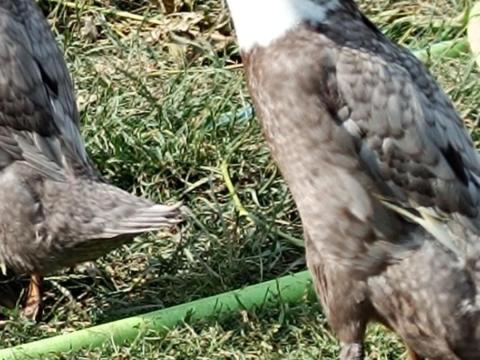 Indiai futókacsa gácsér Indiai futókacsa gácsér