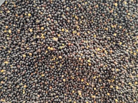 Repce Mag Repcemag Eladó Repce Mag Repcemag Eladó