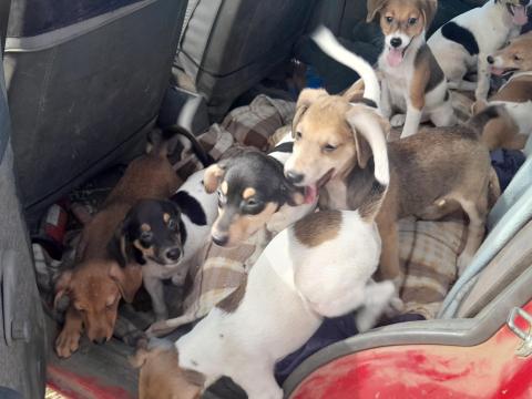 Tacskó keverék kiskutyák ingyen elvihetők Tacskó keverék kiskutyák ingyen elvihetők