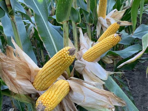 Szántóföldet bérelnék magas bérleti díjért Borsod megyében Szántóföldet bérelnék magas bérleti díjért Borsod megyében