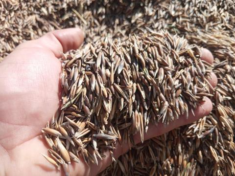 Fekete zab Fekete zab