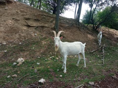 Szánentáli bak Szánentáli bak