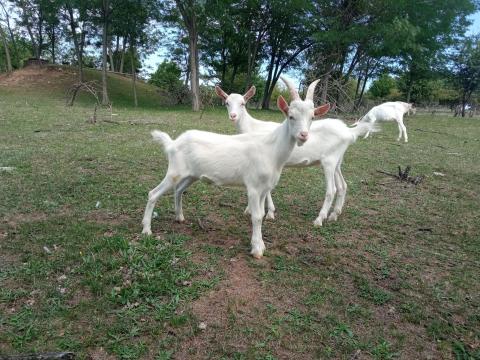 Szánentáli kis bak Szánentáli kis bak