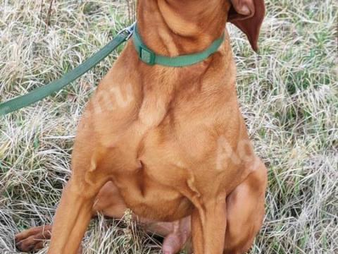 Szarvasgomba kereső kutya keresi munkatársát Szarvasgomba kereső kutya keresi munkatársát