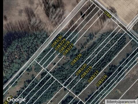 Eladó nyárfa és akác sarjerdő Csongrád külterületén Eladó nyárfa és akác sarjerdő Csongrád külterületén