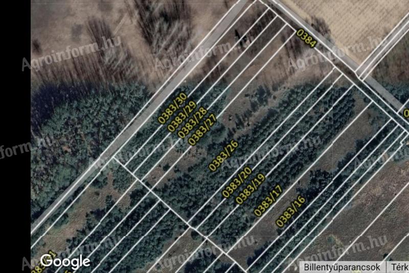 Eladó nyárfa és akác sarjerdő Csongrád külterületén